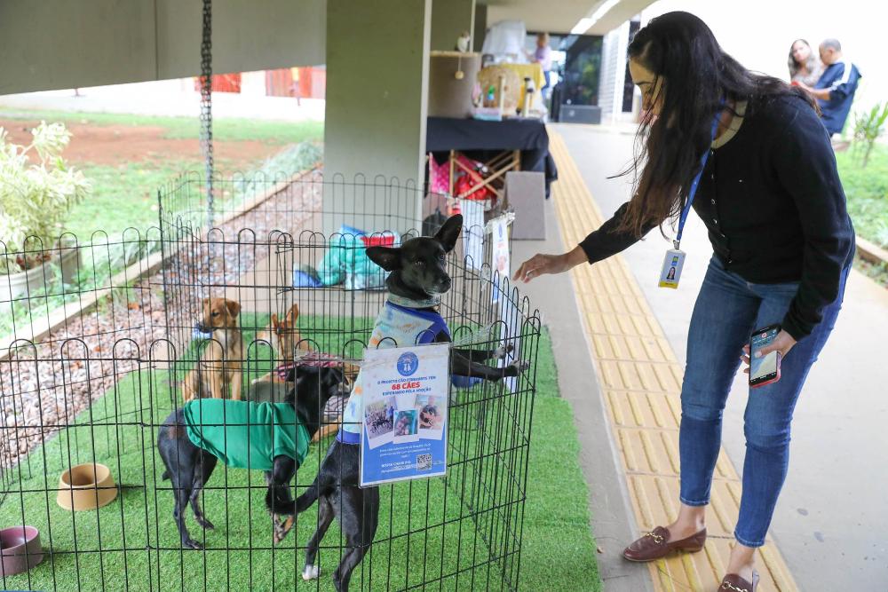 Capa da notícia: Feira pet incentiva adoção responsável e bem-estar animal no anexo do Palácio do Buriti